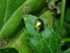 Charidotella succinea