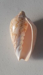 Cymbiola nobilis