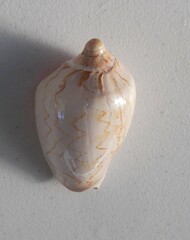 Cymbiola nobilis