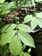Sambucus sibirica