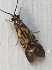 Macrostemum carolina