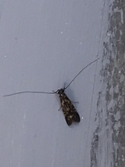 Macrostemum carolina