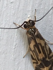 Macrostemum carolina