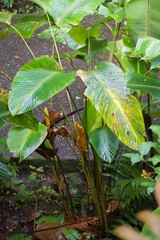 Calathea crotalifera image