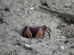 Neosarmatium meinerti