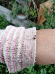 Charidotella succinea