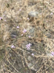 Lessingia micradenia