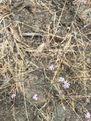 Lessingia micradenia