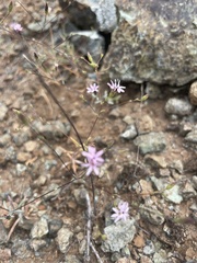 Lessingia micradenia