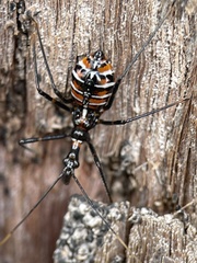 Austrarcesius bicolor