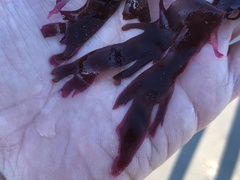 Callophyllis violacea