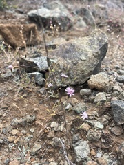 Lessingia micradenia