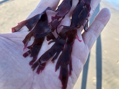 Callophyllis violacea