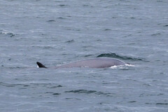 Balaenoptera borealis