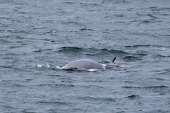 Balaenoptera borealis