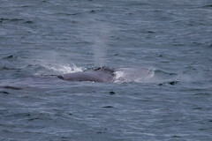 Balaenoptera borealis