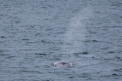 Balaenoptera borealis