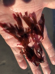 Callophyllis violacea