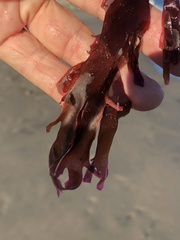 Callophyllis violacea