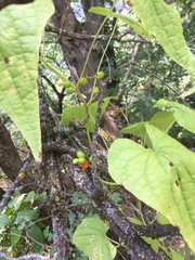 Dioscorea communis