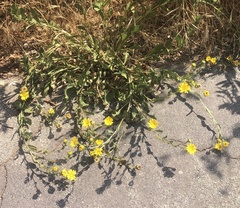 Grindelia hallii