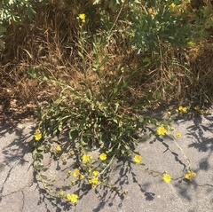 Grindelia hallii