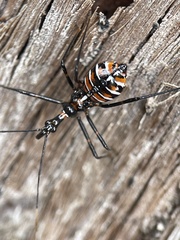 Austrarcesius bicolor