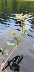 Angelica genuflexa