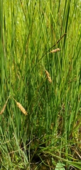 Carex limosa