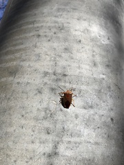 Acanthosoma denticaudum