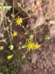Ivesia sabulosa