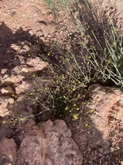 Ivesia sabulosa