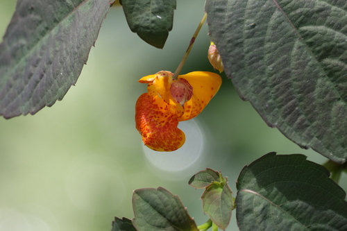 Pacific hybrid jewelweed (Impatiens ×)