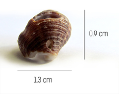 Buccinidae