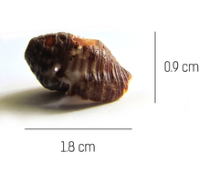 Buccinidae