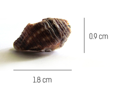 Buccinidae