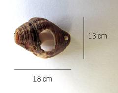 Buccinidae