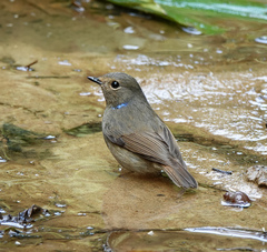 Niltava macgrigoriae