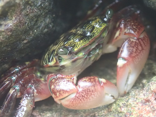 Striped Shore Crab, photo 5 of 10