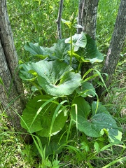 Ligularia fischeri