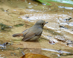 Niltava macgrigoriae