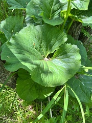 Ligularia fischeri