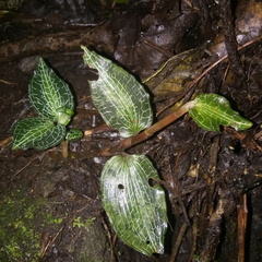 Goodyera reticulata