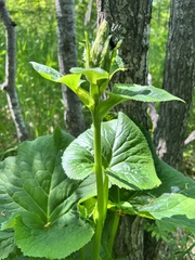Ligularia fischeri