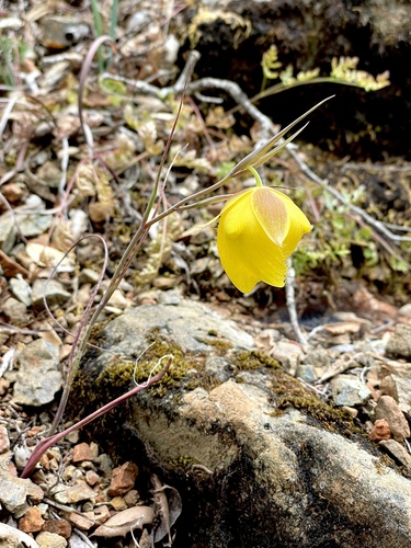Image of Calochortus raichei by (c) Roger Raiche, some rights reserved (CC BY)