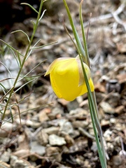 Calochortus raichei