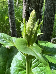 Ligularia fischeri