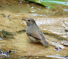 Niltava macgrigoriae