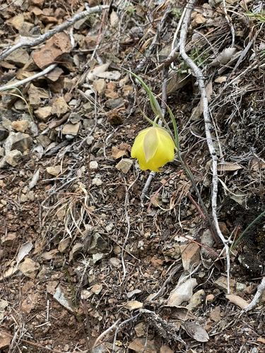 Image of Calochortus raichei by (c) Roger Raiche, some rights reserved (CC BY)