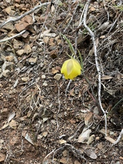 Calochortus raichei